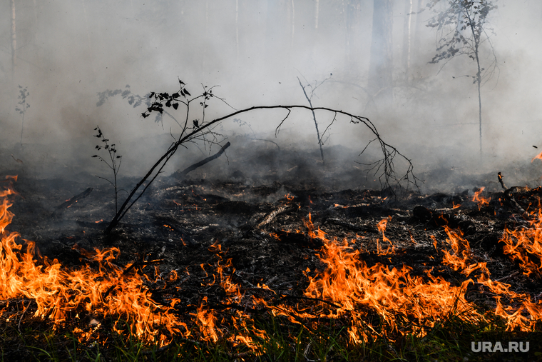 В Ртищевском районе горело 1,5 гектара лесных угодий..