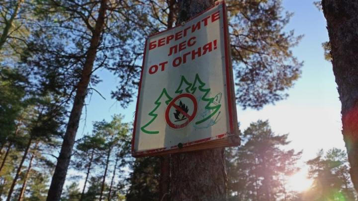 В Саратовской области до 1 сентября введены ограничения на посещение леса..